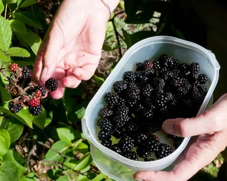 In Search Of: Tasty Bakes to Make Use Of a Abundance of House-Made Jam