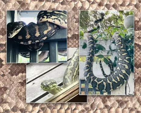 Welcoming the Serpents in the Overhead Space: An Evolution from Dread to Fascination